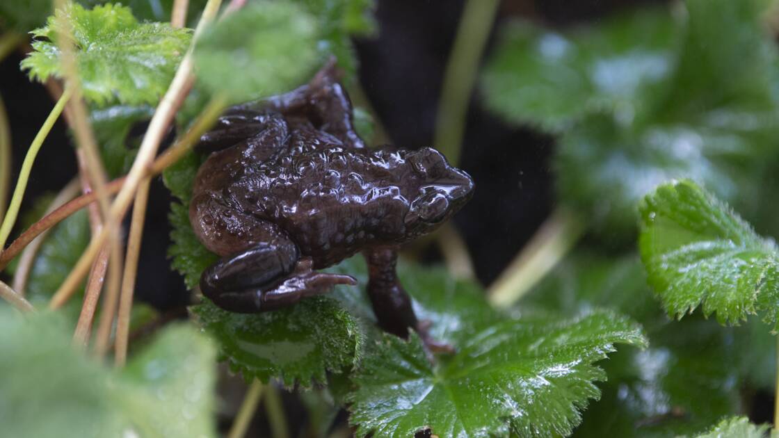 Planète - L'UICN rajoute 31 espèces éteintes et 3.000 espèces menacées à sa liste rouge