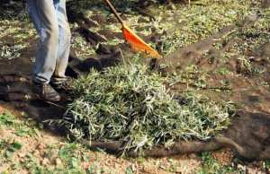 Algérie - Oléiculture à Bouira: Une campagne en dents de scie