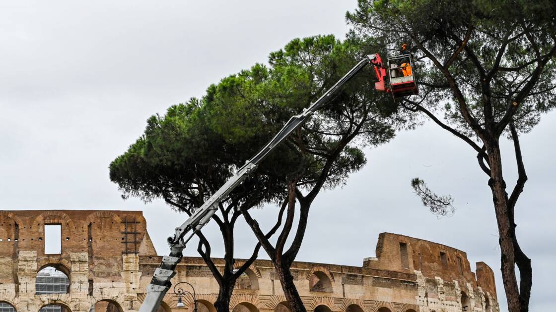 Planète - Europe/Italie: A Rome, un suceur de sève venu d'Amérique à l'assaut des pins parasols