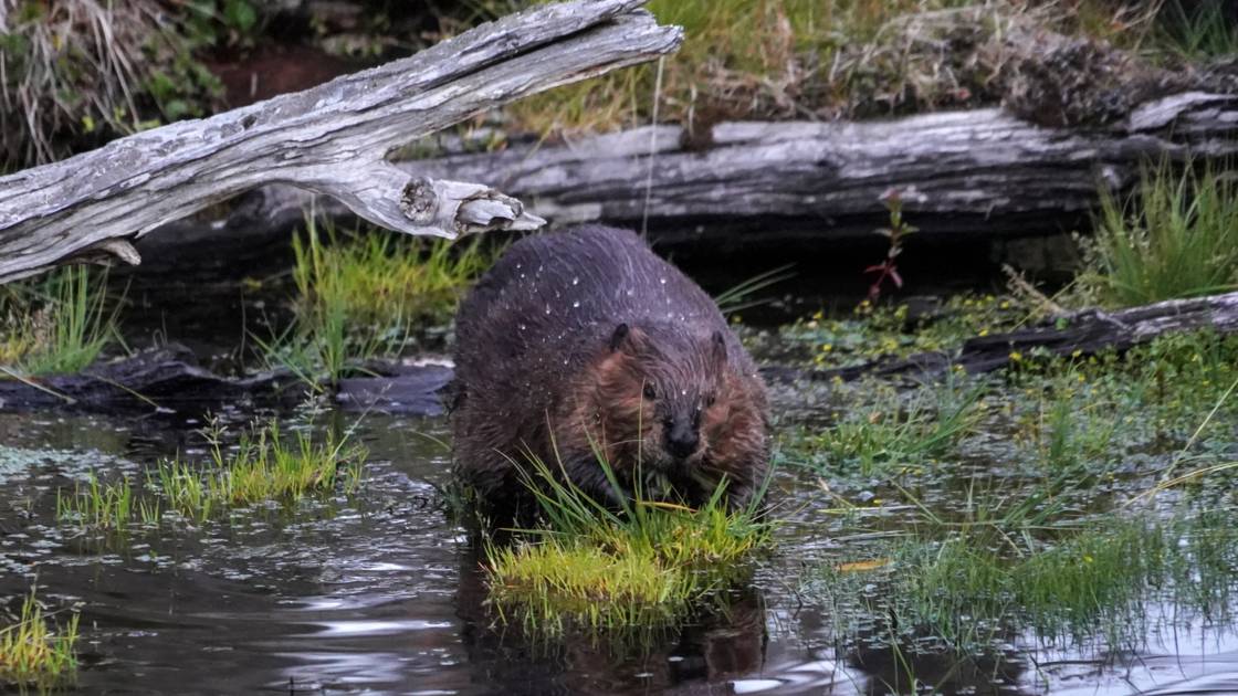 Planète/Amérique du Sud: Au Chili, la traque du castor, la plaie qui met en péril les forêts de Patagonie