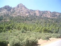 Opérations de grande envergure pour renforcer le patrimoine forestier à Tissemsilt