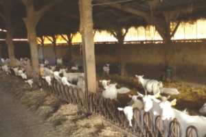 Algérie - CENTRE DE FORMATION ET DE VULGARISATION AGRICOLE DE MÉDÉA: Des éleveurs formés à la reproduction des caprins laitiers