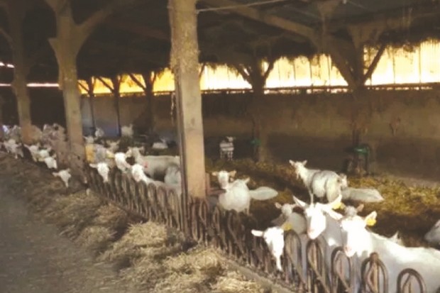 Algérie - CENTRE DE FORMATION ET DE VULGARISATION AGRICOLE DE MÉDÉA: Des éleveurs formés à la reproduction des caprins laitiers