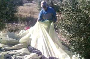 TÉBESSA SE LANCE AVEC SUCCÈS DANS LA FILIÈRE OLÉICOLE: 1,6 million de litres d'huile d'olive produits en 2020