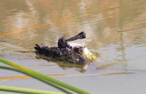 Aïn-el-Assel (El-Tarf ) - Génocide contre des oiseaux du lac Oubeïra