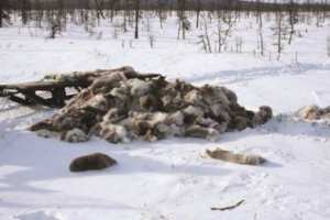 MÉDÉA - Le braconnage en temps de neige s’amplifie