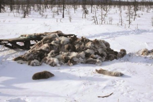 MÉDÉA - Le braconnage en temps de neige s’amplifie