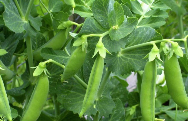 Mostaganem - Une bonne récolte de petits pois attendue
