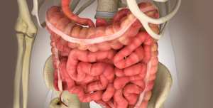 Intestin : il est peut-être la clé de notre santé mentale