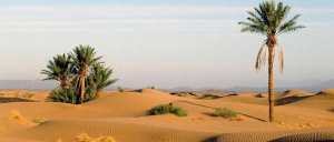 Planète - Sahara: des millions d’arbres découverts par l’intelligence artificielle