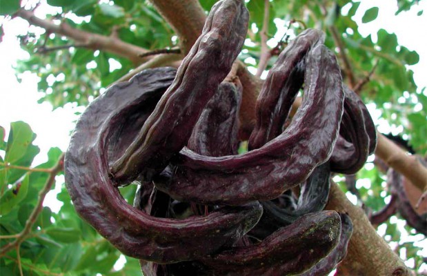 Sidi Ali (Mostaganem) - Situations et perspectives du caroubier