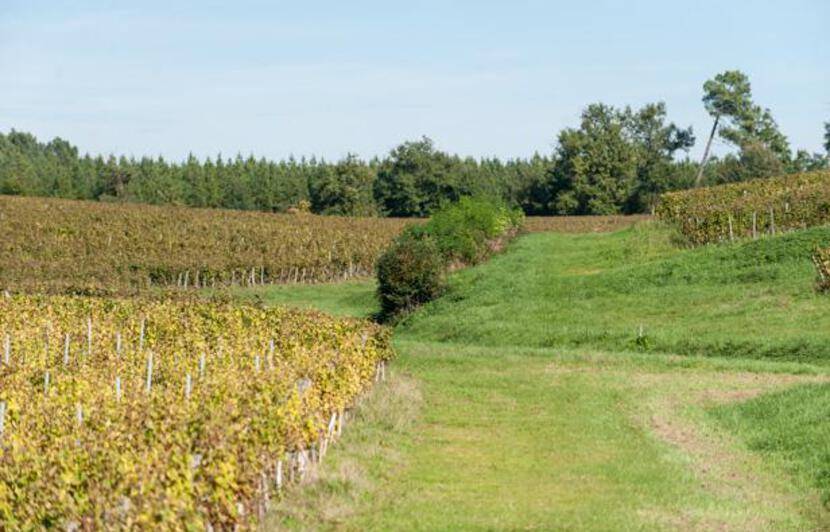 Planète/Europe - La France va planter 7.000 km de haies, qui servent à protéger la biodiversité