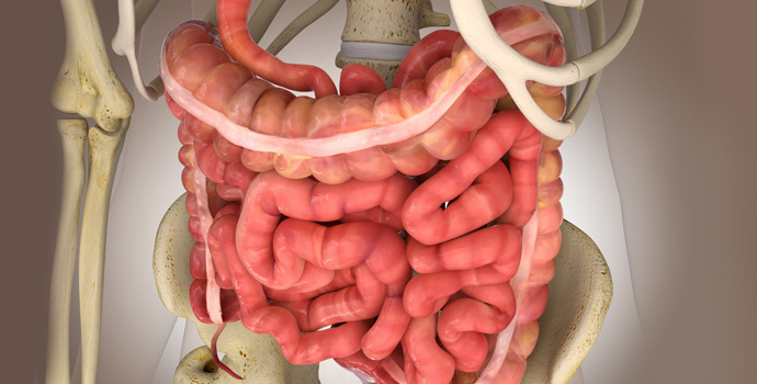 Intestin : il est peut-être la clé de notre santé mentale