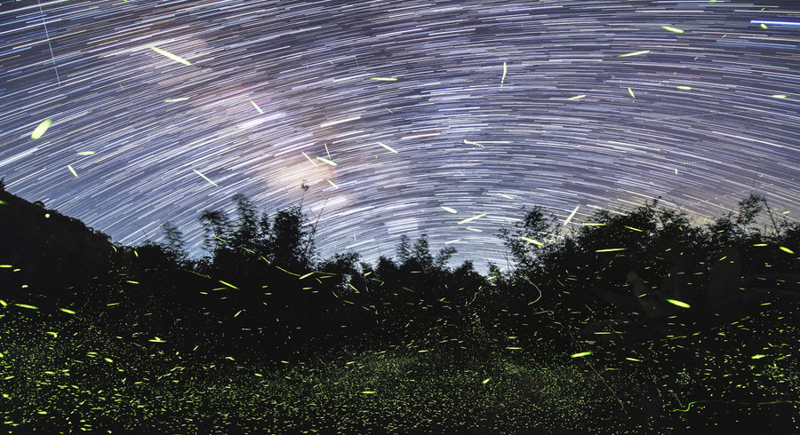 Planète - Alerte mondiale sur le déclin des insectes