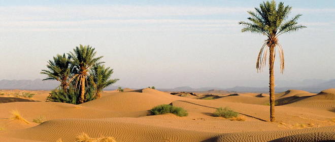 Planète - Sahara: des millions d’arbres découverts par l’intelligence artificielle