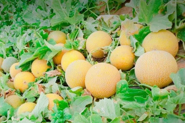 شاب ينتج انواع جديدة من البطيخ باستعمال بذور قديمة بباتنة