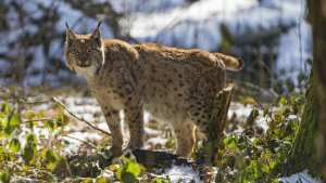Planète/Europe - Le lynx bientôt réintroduit en Ecosse des centaines d'années après sa disparition ?
