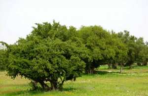 Mostaganem - De l’arganier à Stidia