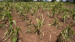 Planète - Adaptation au changement climatique: aider les petits agriculteurs d'abord pour éviter les famines