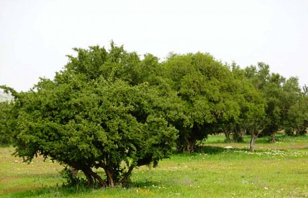 Mostaganem - De l’arganier à Stidia