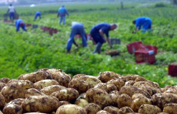 Abondance de la pomme de terre à Mostaganem: Quand l’offre dépasse la demande