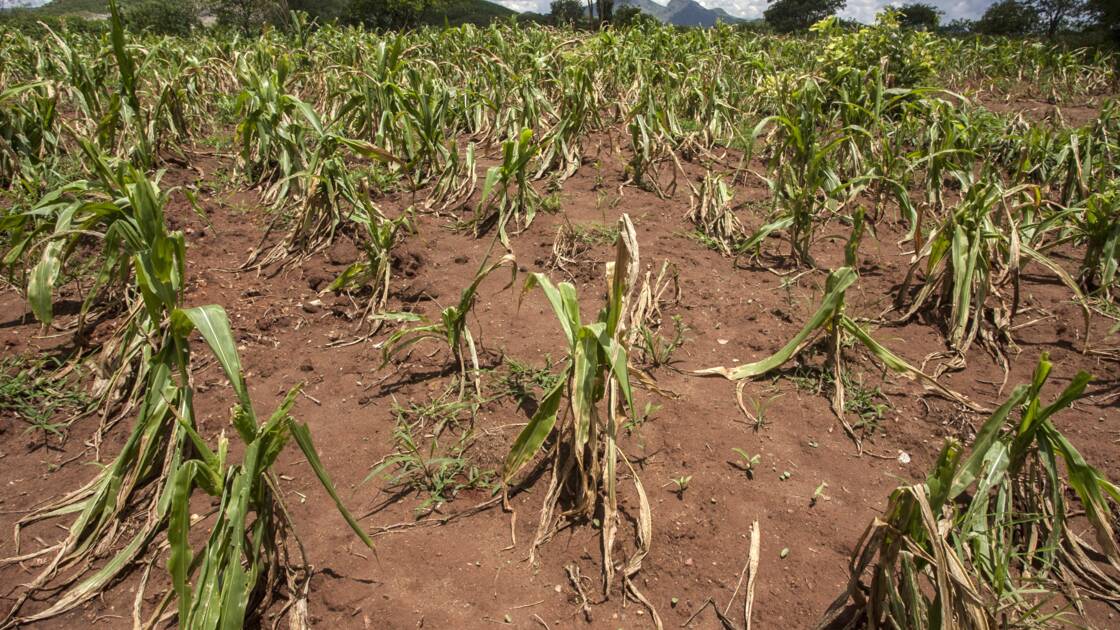 Planète - Adaptation au changement climatique: aider les petits agriculteurs d'abord pour éviter les famines