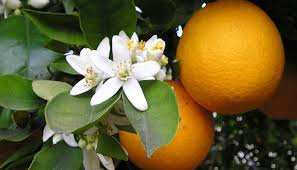 Wilaya d'Oran - Agrumiculture: Une production de plus de 200.000 quintaux (2020-2021)