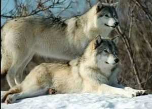 تفسير مقولة خليك ذيب معلومات قد لا تعرفها عن الذئب