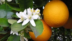 Wilaya d'Oran - Agrumiculture: Une production de plus de 200.000 quintaux (2020-2021)