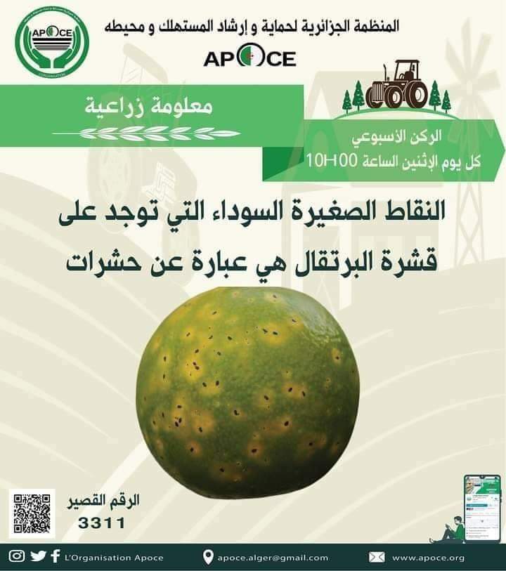 معلومة زراعية مهمة عن الحمضيات