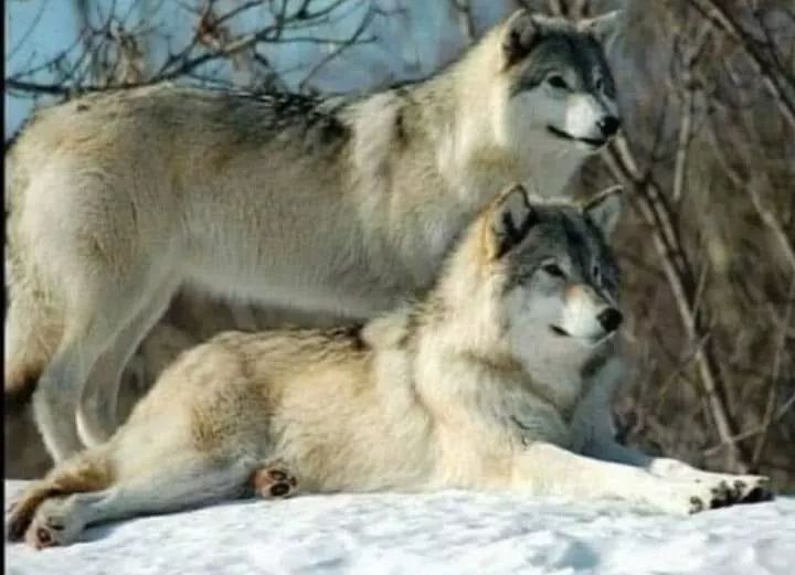 تفسير مقولة خليك ذيب معلومات قد لا تعرفها عن الذئب