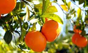 Misserghine (Oran) - Pour booster la filière des agrumes: Vers l'exploitation des sources d'eau dans l'irrigation