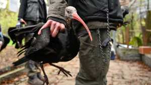 Planète (Europe) - Huit ibis chauves du zoo de Besançon vont être réintroduits en Espagne