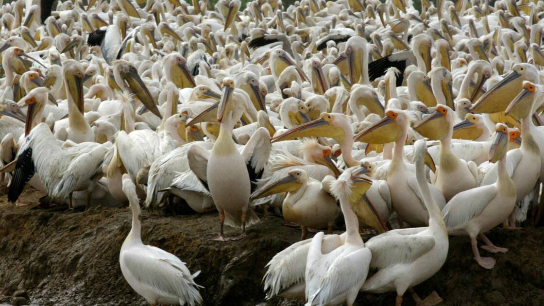Planète (Afrique) - Sénégal: un grand parc ornithologique fermé au public après la mort mystérieuse de 750 pélicans
