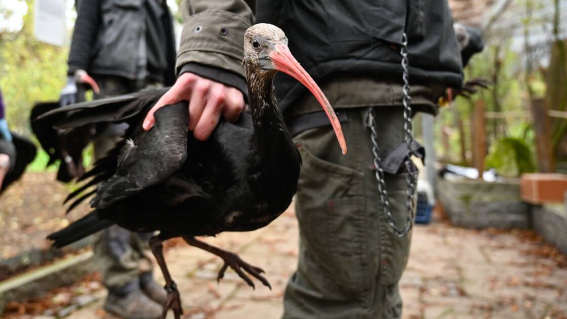 Planète (Europe) - Huit ibis chauves du zoo de Besançon vont être réintroduits en Espagne