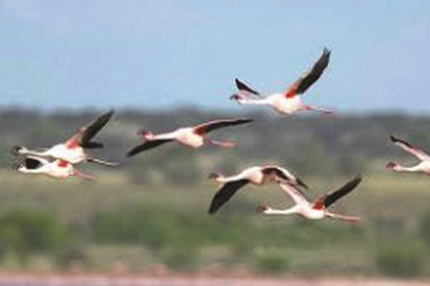 Algérie - À L’INITIATIVE DE LA CONSERVATION DES FORÊTS DE BATNA: Concours national pour la meilleure photo d’oiseaux migrateurs