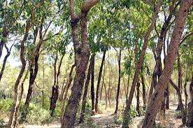 Wilaya d'Alger - Espaces forestiers en décrépitude: La gestion des APC est à la limite de la négligence.