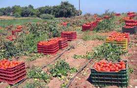 El Tarf - Fin de calvaire pour les producteurs de tomate industrielle