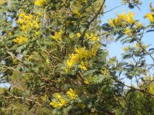 Le Tell Algérien : côtes et plaines ; villes et villages