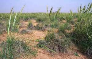 Saïda - Plus de 1.000 affaires d’agression sur des steppes protégées à l'ouest du pays