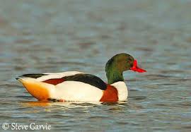 Wilaya de Batna - 22.000 oiseaux migrateurs dénombrés dans 22 zones humides