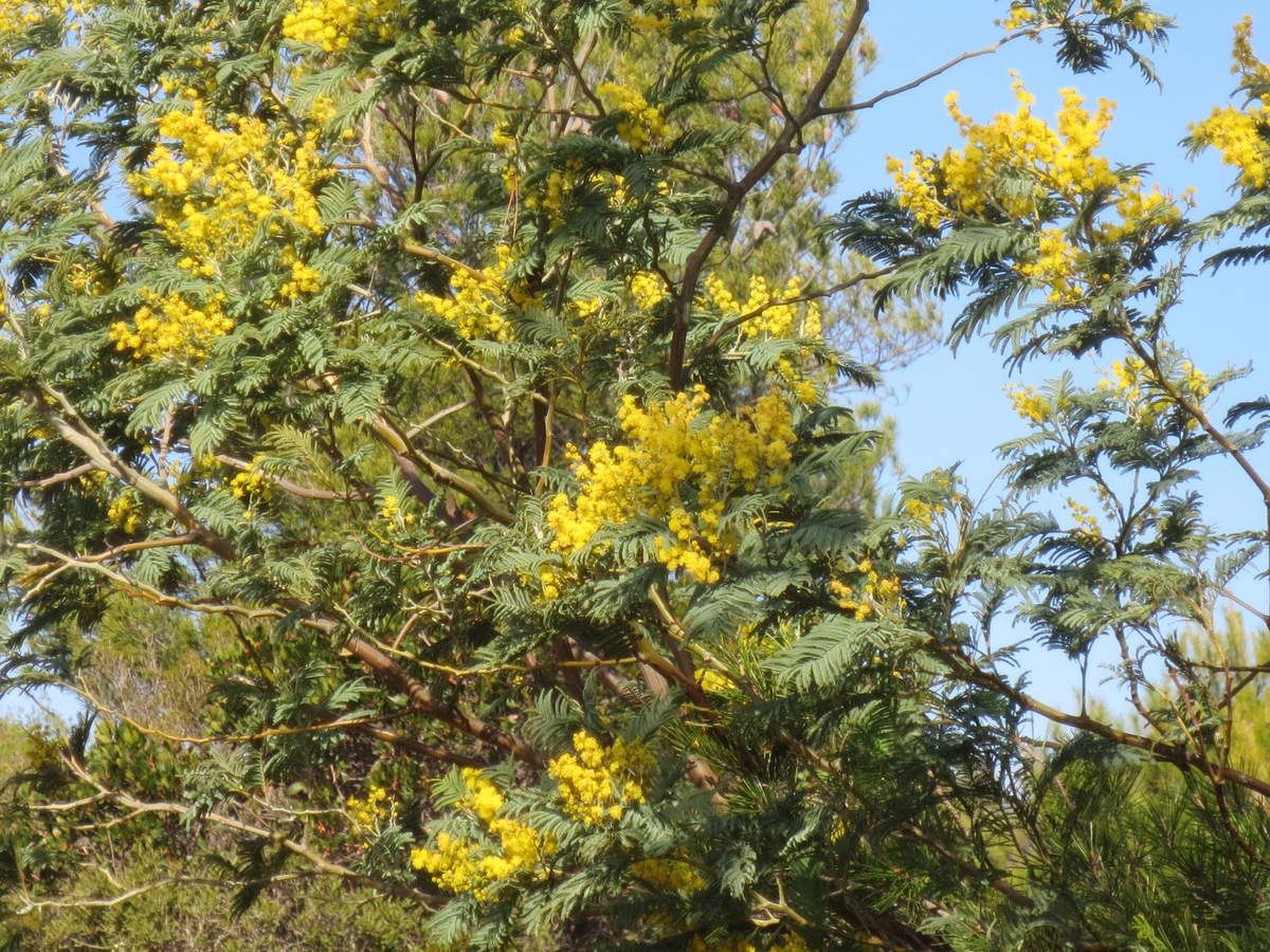 Le Tell Algérien : côtes et plaines ; villes et villages