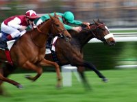 Entre Mal Lotis                                    Les courses à M'sila