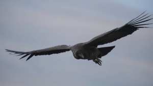 Planète (Amérique du Sud) - Enquête en Bolivie après la mort de 35 condors, présumés empoisonnés