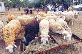 El-Bayadh - Un émissaire du ministère pour rassurer les éleveurs:  A/S de l'aliment du bétail