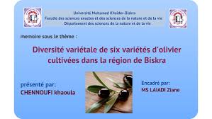 Biskra - L’oléiculture, une valeur ajoutée pour le secteur agricole
