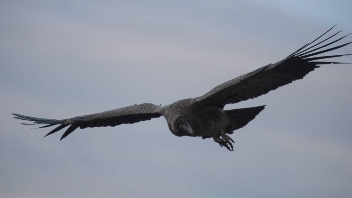 Planète (Amérique du Sud) - Enquête en Bolivie après la mort de 35 condors, présumés empoisonnés