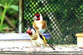 Souk Ahras - Destruction du milieu naturel et insouciance généralisée