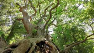 Planète - Votez pour élire l'arbre européen de l'année 2021