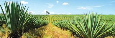 Algérie - Plantation de la fibre de sisal: Retour sur la première expérience à Naâma et Ghardaïa